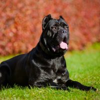 cane corso in nature