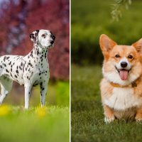 corgi and dalmatian