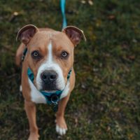 pitbull dog standing on the grass