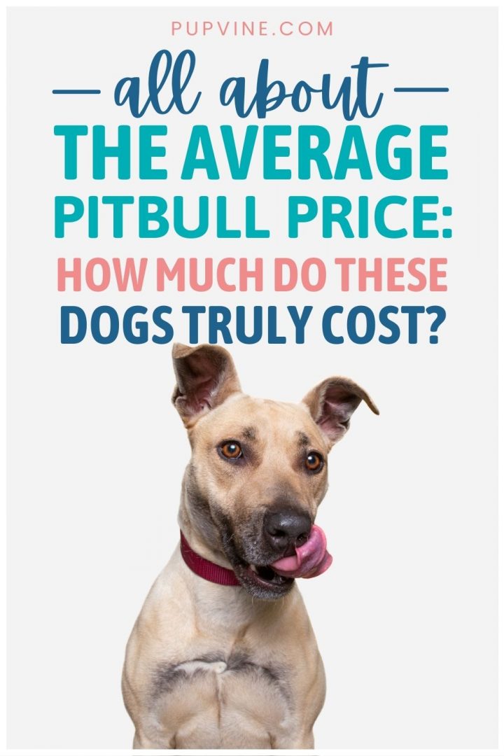 All About The Average Pitbull Price How Much Do These