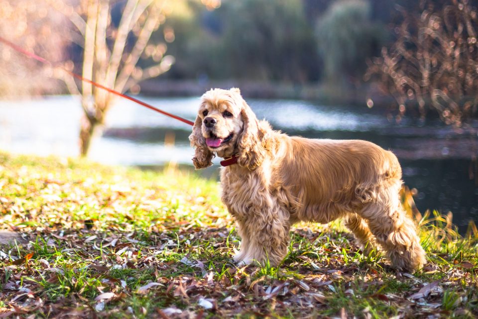 English Vs. American Cocker Spaniel: What's The Difference?