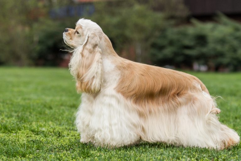 English Vs. American Cocker Spaniel: How Different Are They?