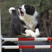 black and white border collie jumping over the hurdle in the field