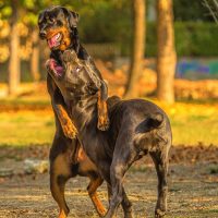 young and old cane corso fight and play in the autumn park