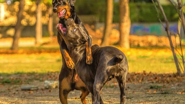 at what age do cane corso dogs become protective