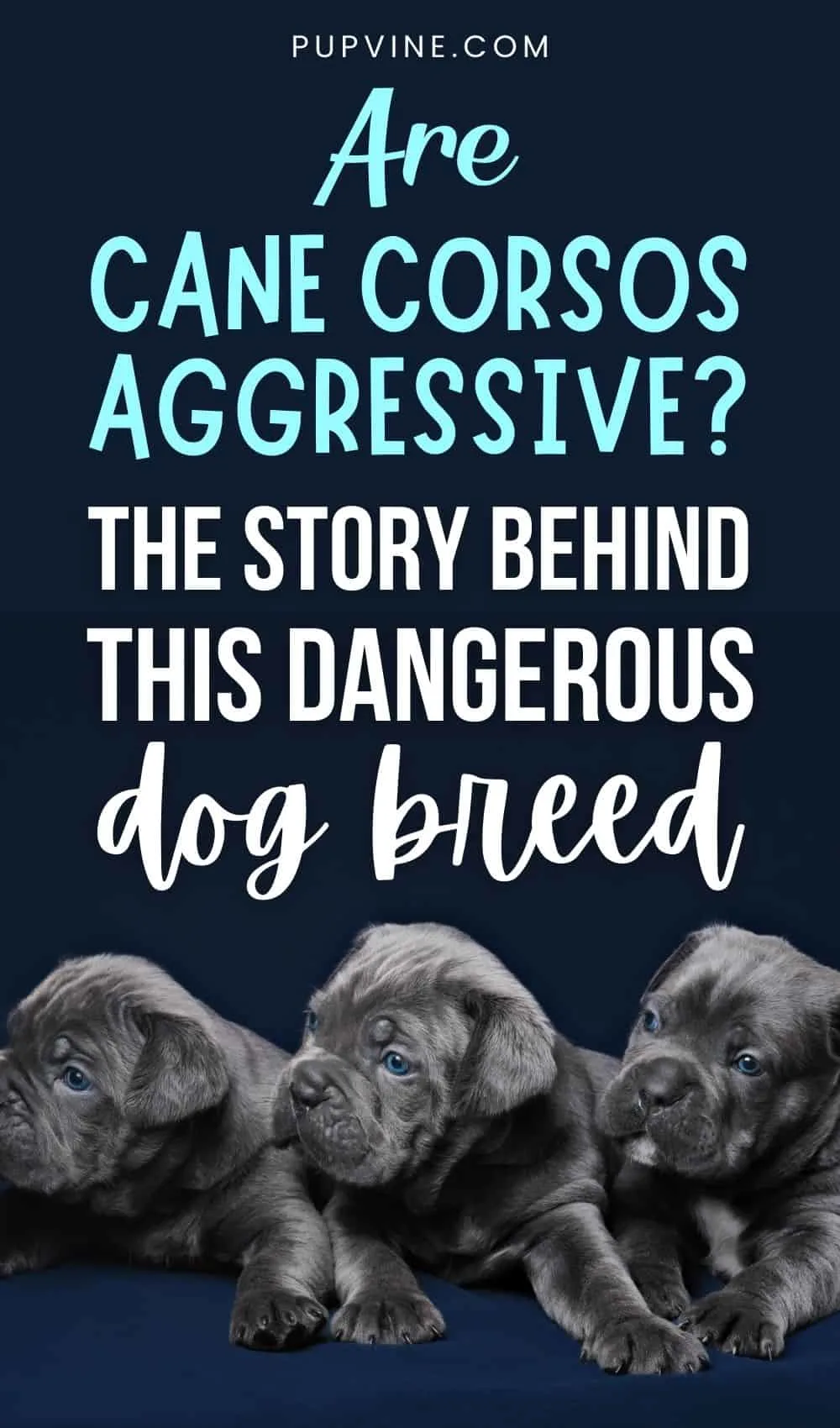 are cane corsos aggressive or dangerous dogs