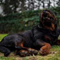 rottweiler dog laying in the garden showing his teeth