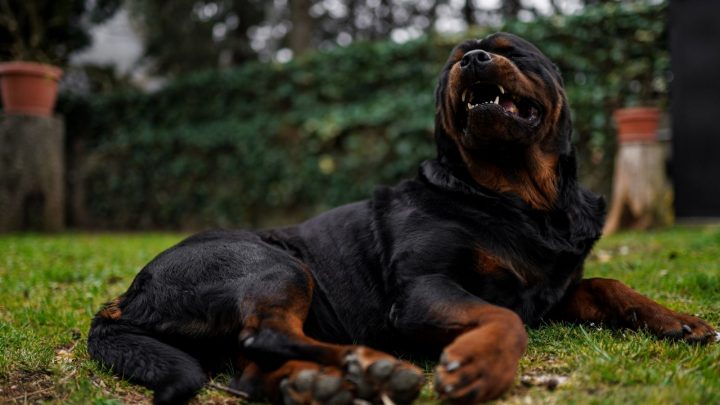Are Rottweilers Dangerous? The Surprising Truth About Rotties