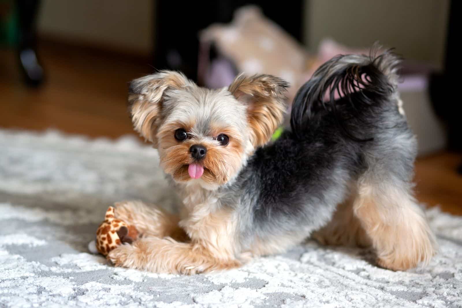 are yorkie yorkshire terrier maltese dogs non shedders