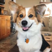 australian shepherd corgi mix dog inside the house smiling at the camera