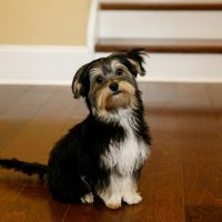 small black and white beagle yorkie mix dog standing inside the house