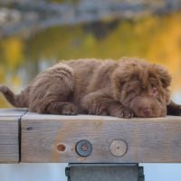 sharpei with a teddy bear coat puppy lying down in the bridge wood railings