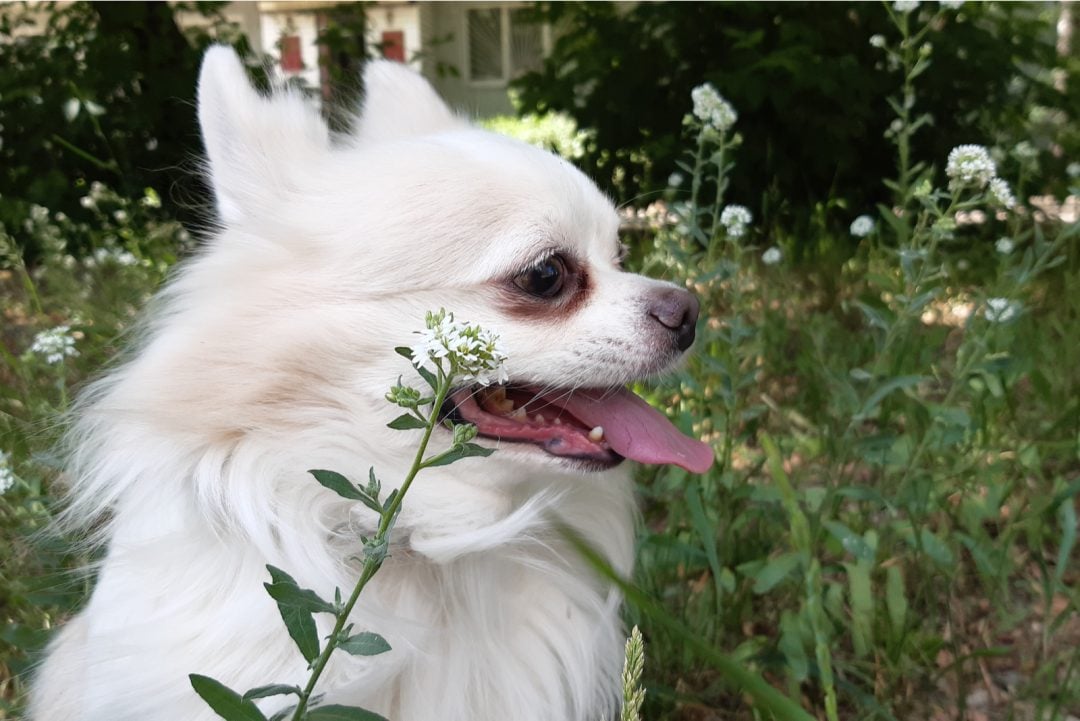 White Chihuahua: An Angel Among All Chihuahuas