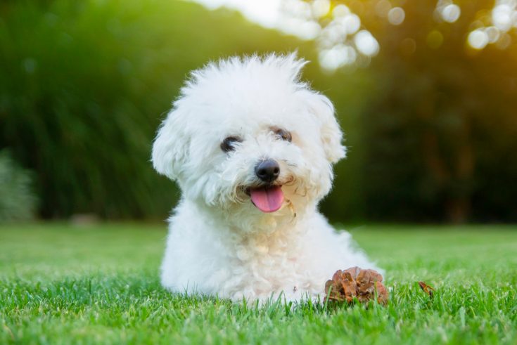 Male Vs Female Bichon Frise: Should I Choose A Sire Or A Dame?