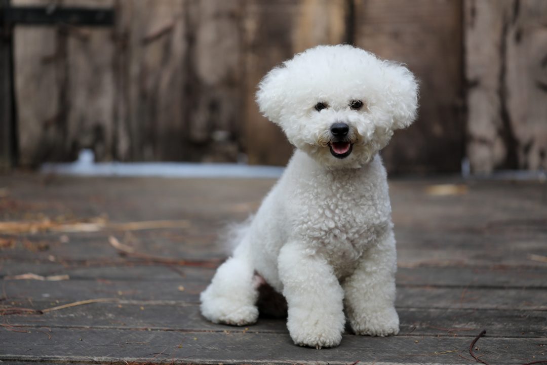 Male Vs Female Bichon Frise: Should I Choose A Sire Or A Dame?