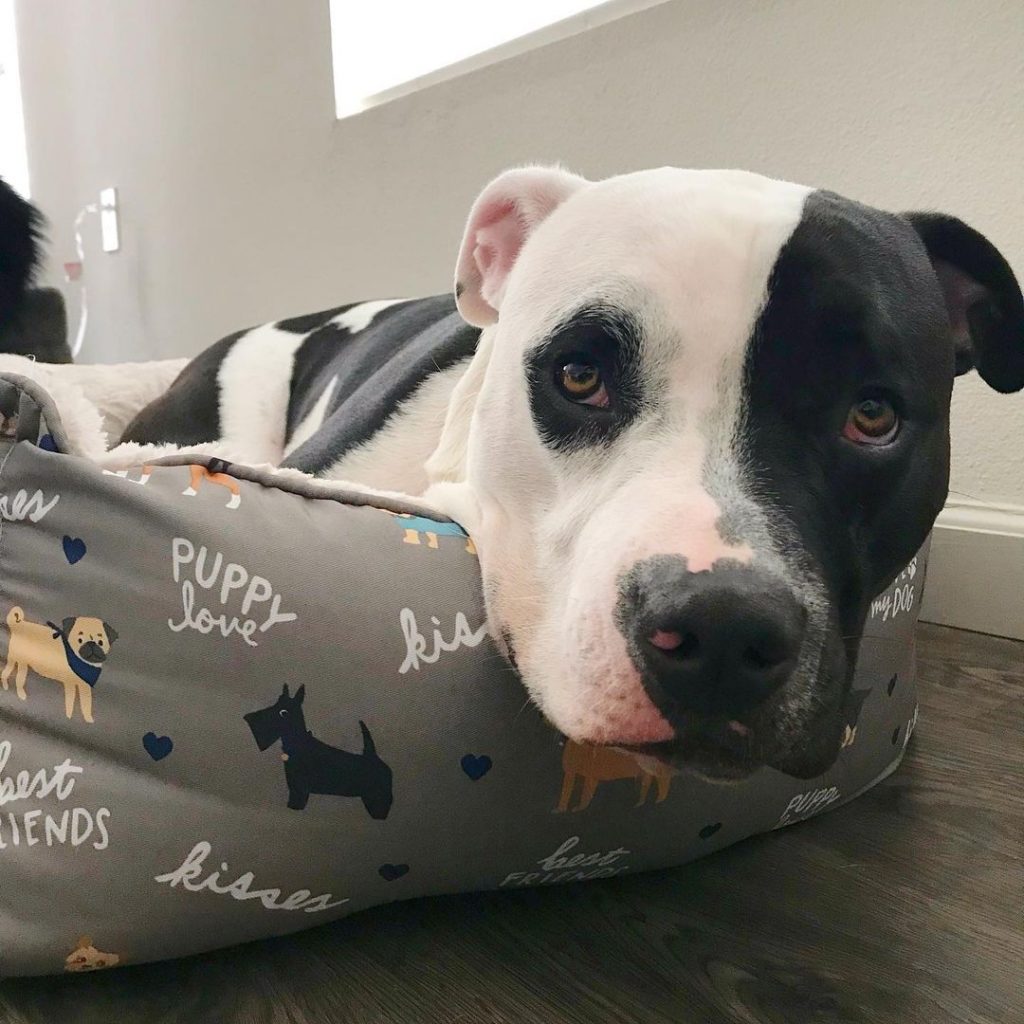 Black And White Pitbull: A Sweet Dog That Breaks Stereotypes