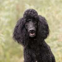 beautiful Black Poodle in nature