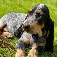 blue basset hound