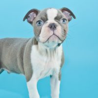 blue boston terrier standing