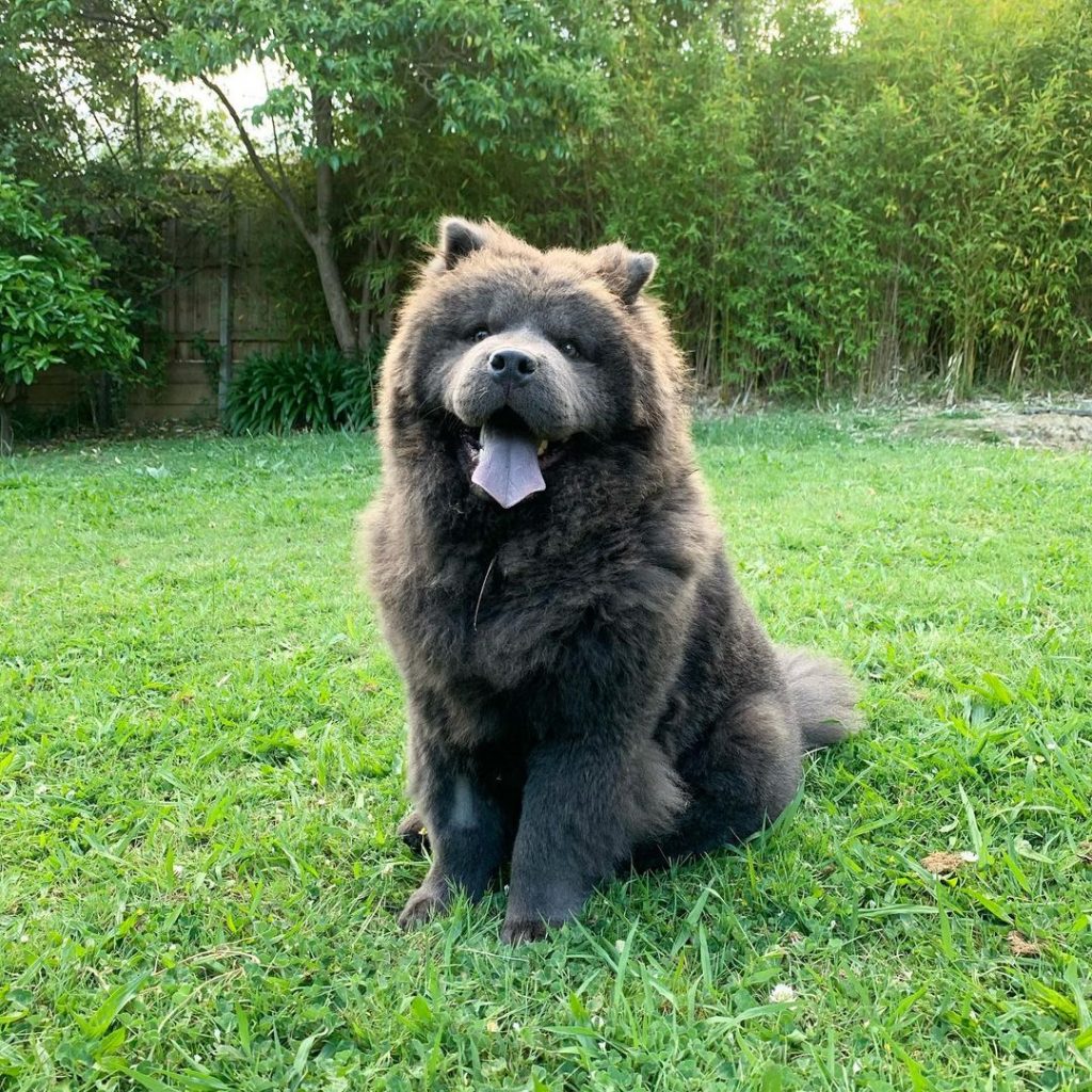 8 Unique Chow Chow Colors A Guide To Rare Patterns