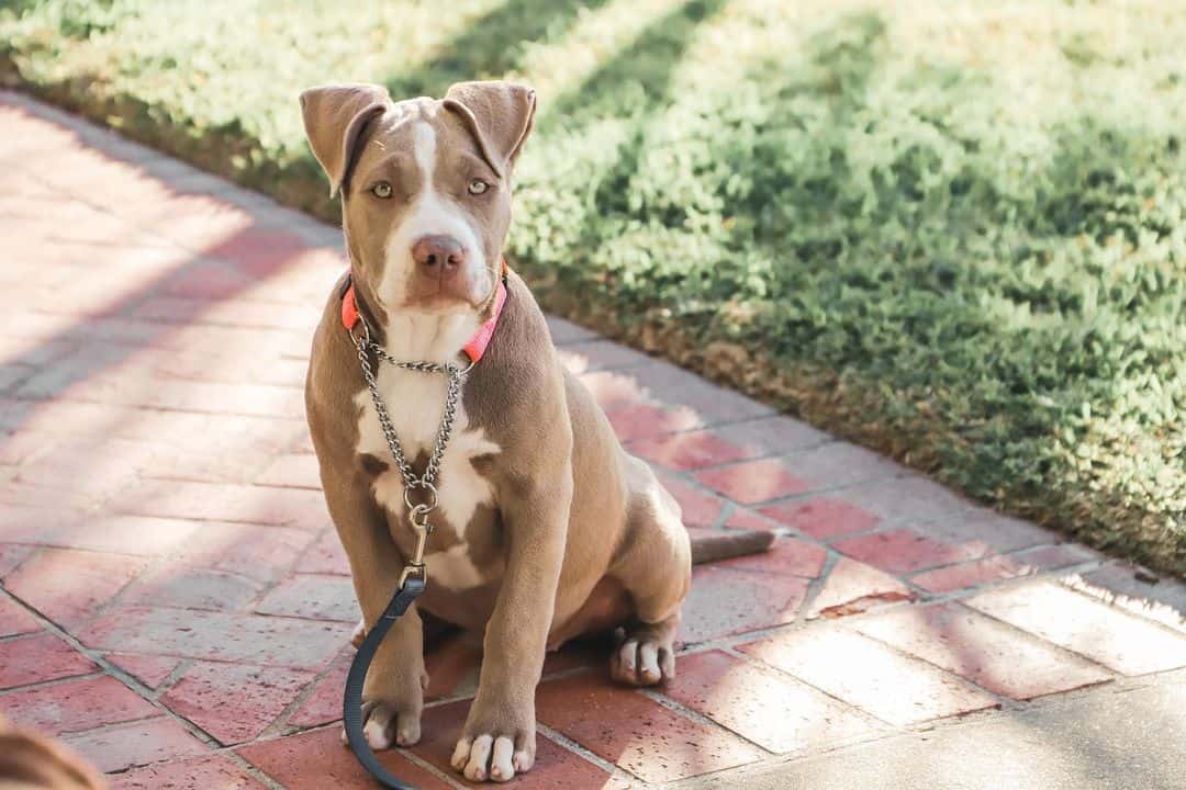 can a blue nose pitbull be brindle