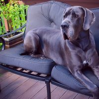 blue great dane relaxing in the the outdoors seats