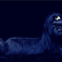 Shih Tzu dog on Isolated Black Background in studio