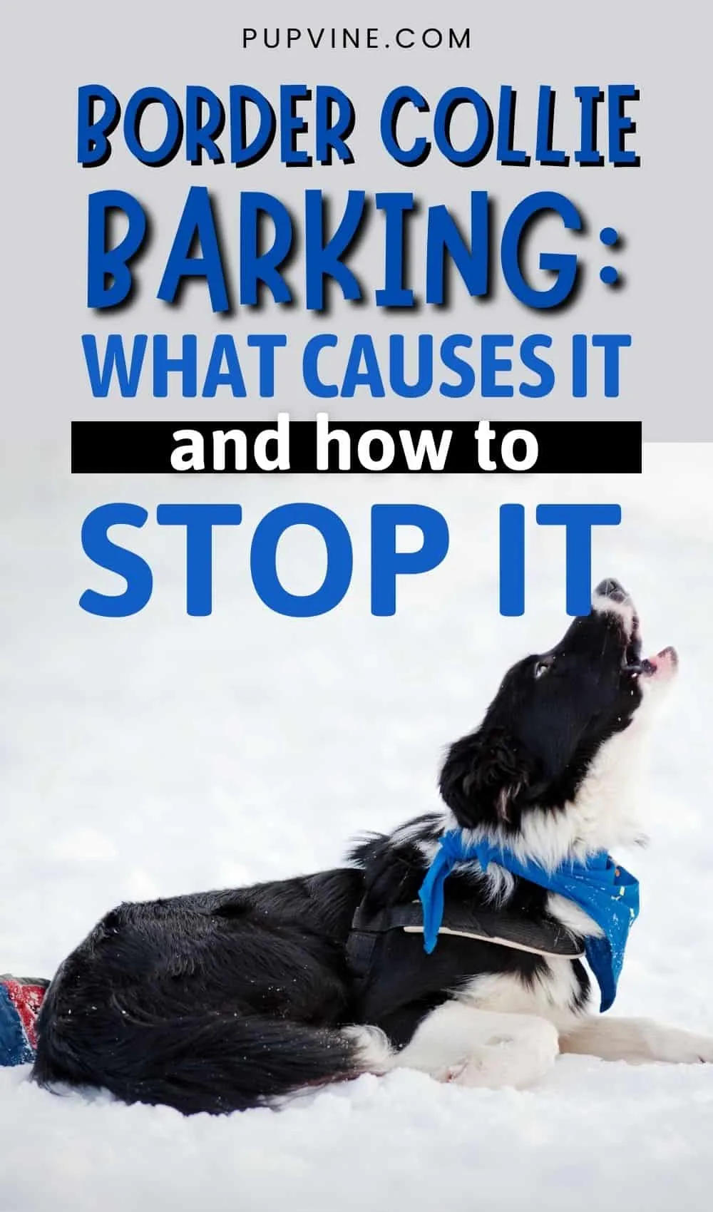 how to stop border collie barking at birds