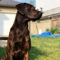 cane corso doberman mix