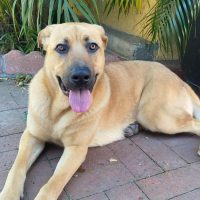 cane corso german shepherd mix