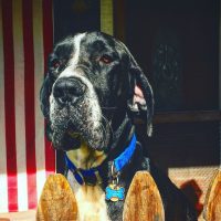 cane corso great dane mix standing behind the wooden fence outdoors