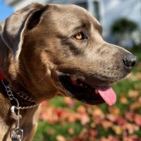 cane corso lab mix