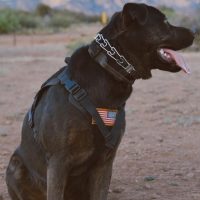 cane corso outside