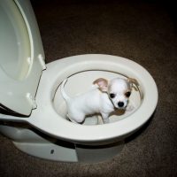 a chihuahua inside a new white toilet bowl