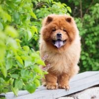 beautiful red chow chow dog standing on a bench