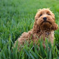 cockapoo in nature