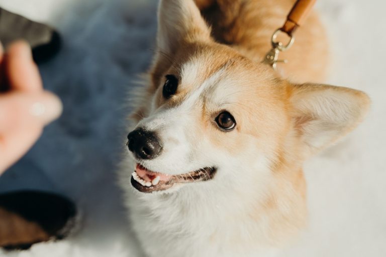 34 Adorable Corgi Mixes That Will Make You Go 'Awwww!'