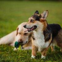 Corgi and the Labrador are playing on the lawn