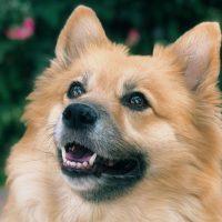 cute corgi pomeranian mix dog in close up photography outdoors