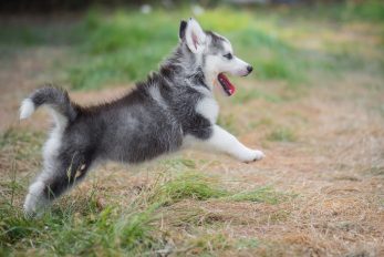 Male Vs Female Siberian Husky – The Impossible Decision