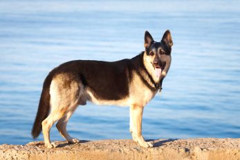 East European Shepherd Dog: Breed Information And Advice