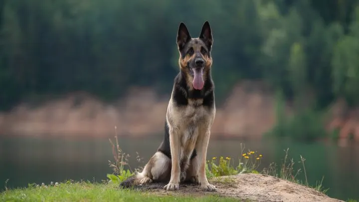 how often should you walk your east european shepherd puppy