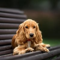 english cocker spaniel puppy lying down on a bench