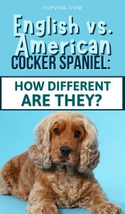 English Vs. American Cocker Spaniel: How Different Are They?