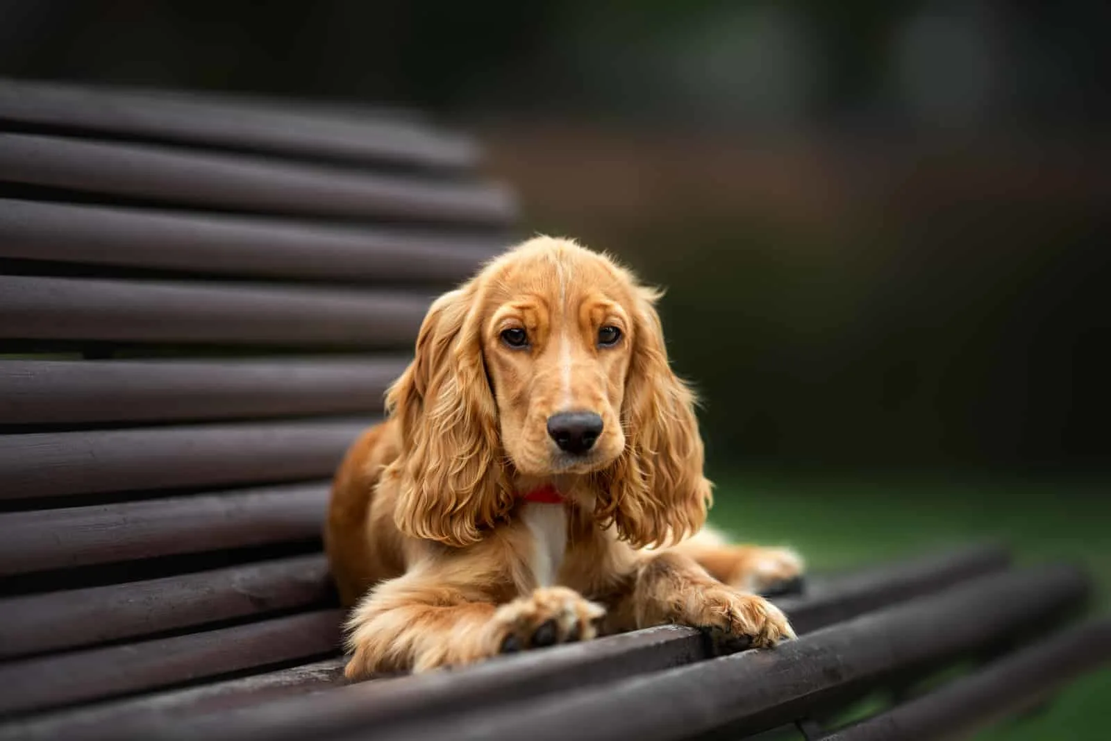 English Vs. American Cocker Spaniel: What's The Difference?