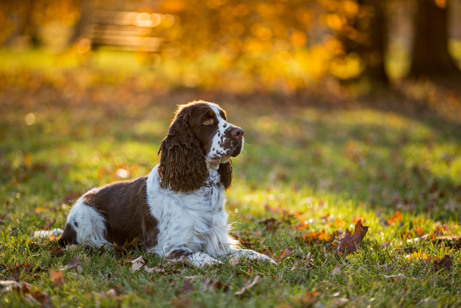 English Vs. American Cocker Spaniel: What's The Difference?