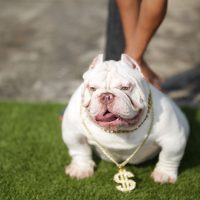 white exotic american bully with a dollar necklace held by the owner standing on the green grass