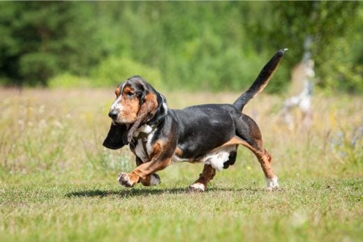 Blue Basset Hound A Very Rare Breed Or A Genetic Error