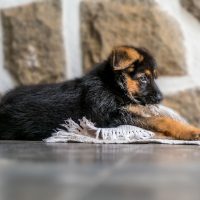 german shepherd puppy biting on the cloth on the floor