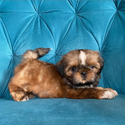 Blue Shih Tzu: Everything About These Rare Puppies